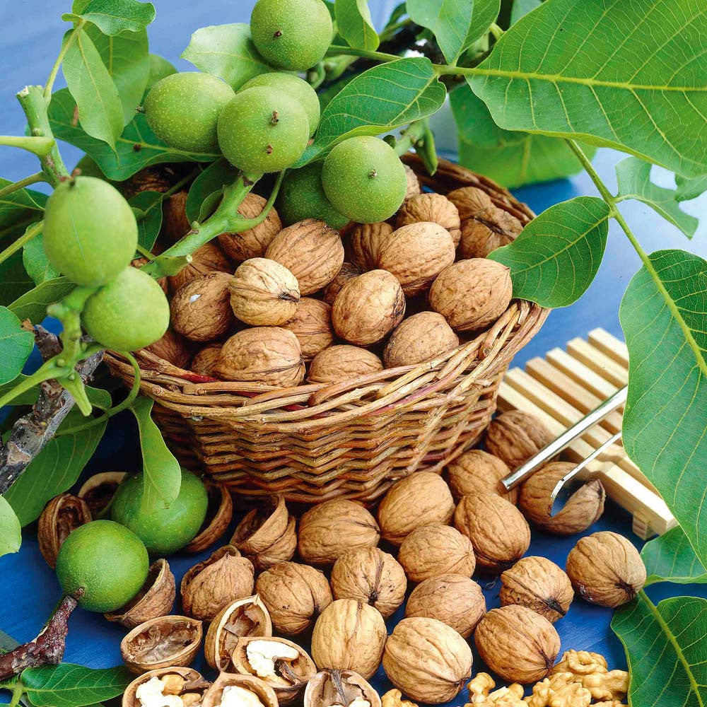 Kashmiri Walnuts