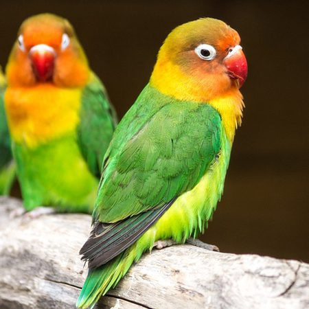 Fischer's Lovebird