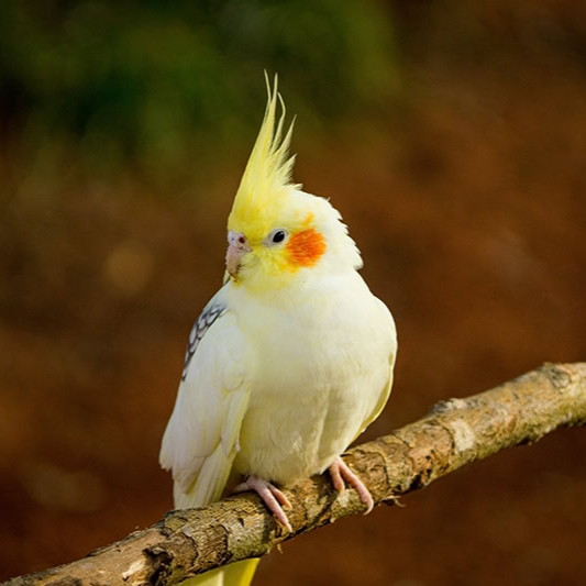 Cockatiel
