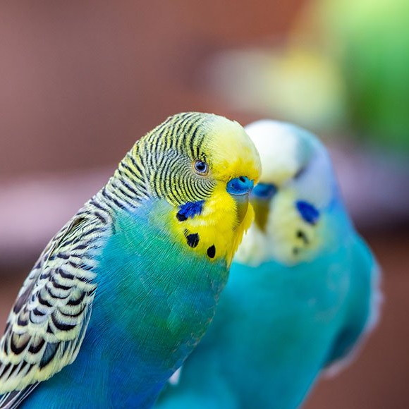 Budgerigar