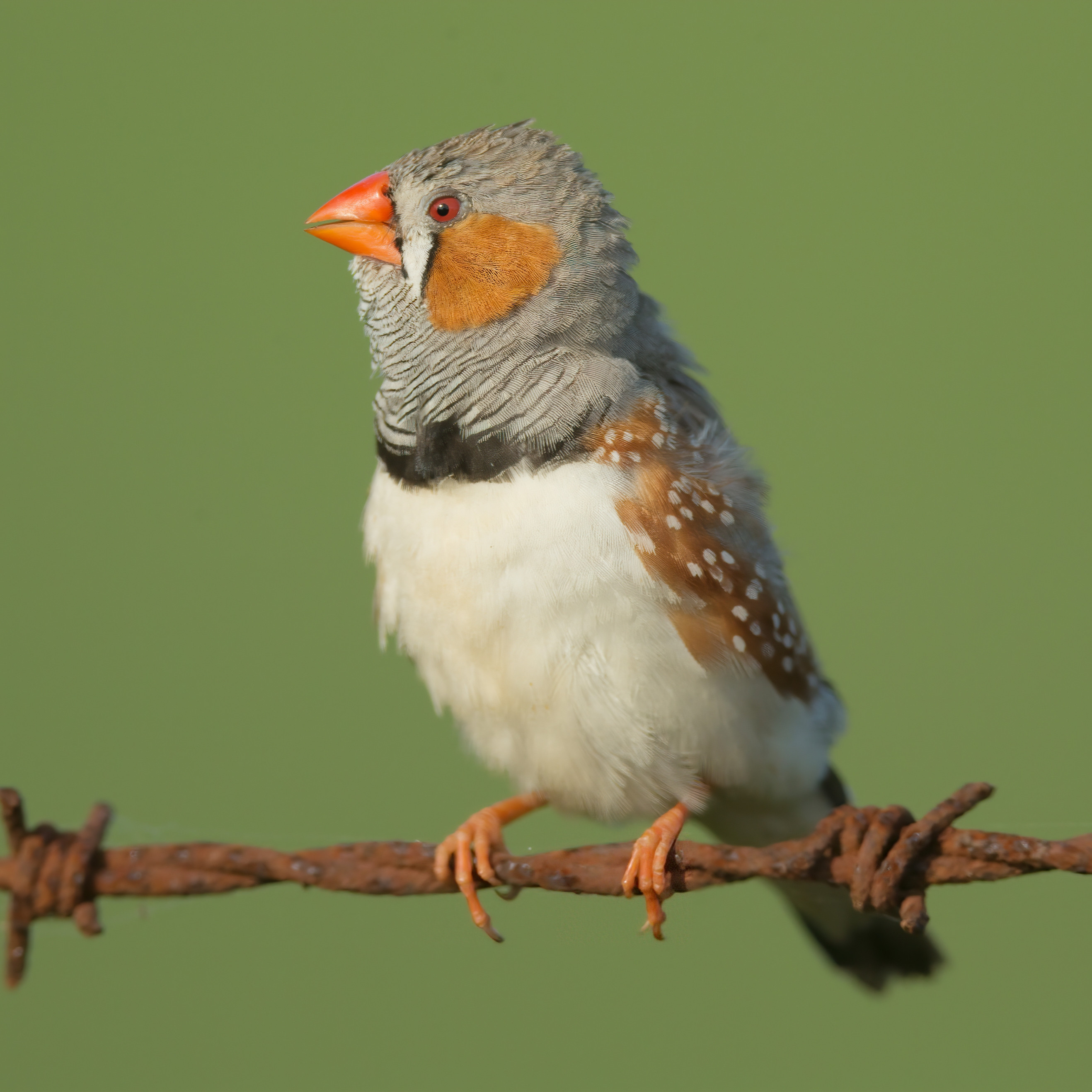 Australian Zebra Finch